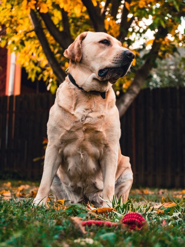 Top 10 Most Popular Brown Dog Breeds Around The World